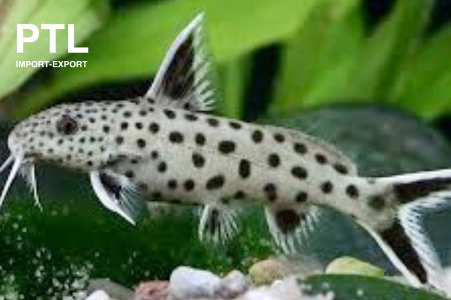 PTL692993 SYNODONTIS PETRICOLA